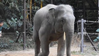 Animal|Annie the Elephant With Her Brothers