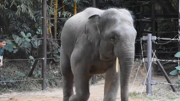 Binatang|Anne Gajah Bermain dengan Para Kakak