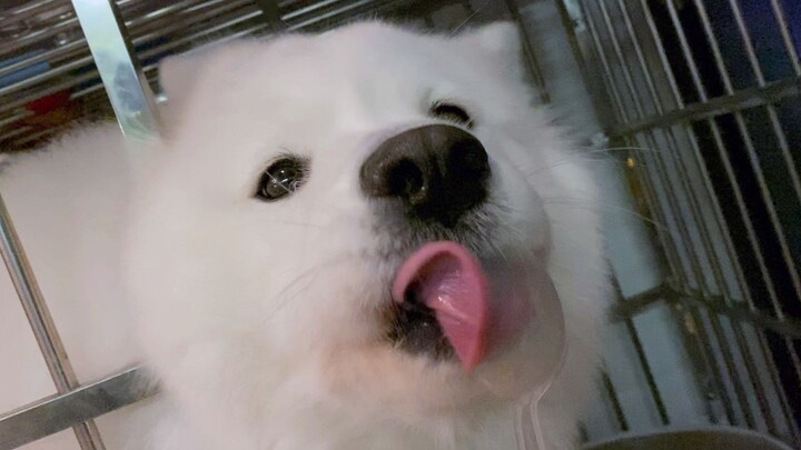 Samoyed Tang’s New Year’s Eve snack: all excited, but didn’t get a single bite of meat—Mom says, “Be