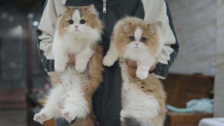 Don’t they look like the naive male lead and the scheming second male lead?