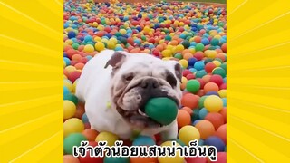 สัตว์เลี้ยงพื่อนขนปุย : เจ้าตัวน้อยแสนน่าเอ็นดู