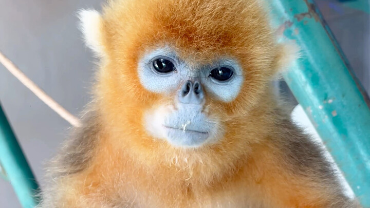 Chuối mà kết hợp với ớt chuông thì vị ra sao nhỉ?