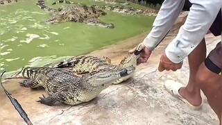 新能源捕鱼，电麻了！