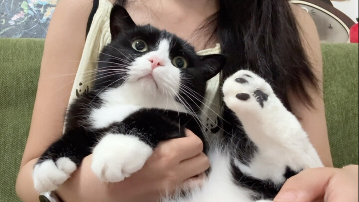 يا رفاق، كفّوا عن الإساءة إلى القطط الصغيرة!