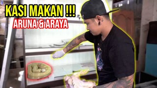 KASIH MAKAN ULAR!!! ARUNA & ARAYA