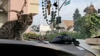 كادت القطة الصغيرة أن تموت. أما النسر الكبير فقد صُعق.