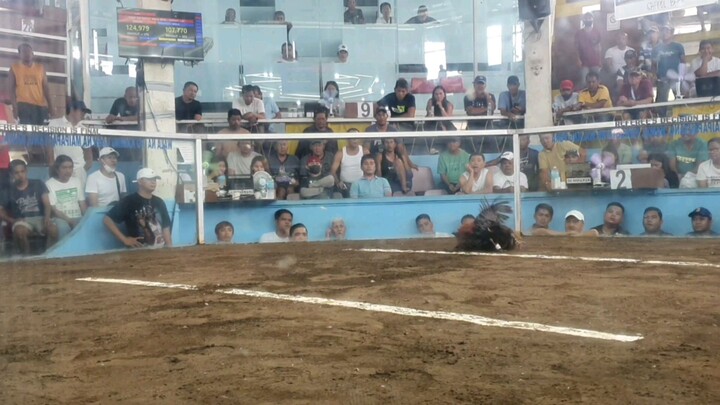 Champion at Lipa 3 stags