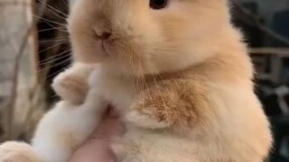 This little bunny looks so cute