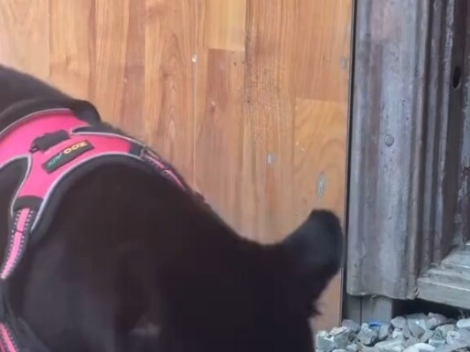 Hakimi vs. Hổ Báo Hakim