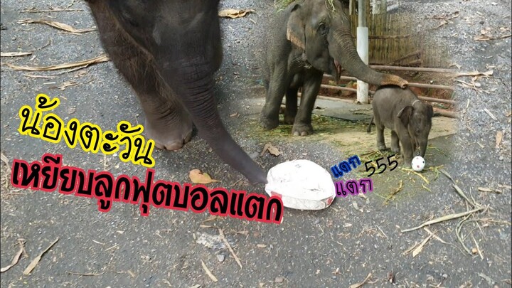 น้องตะวันเหยียบบอลแตกแล้ว..หมดกัน