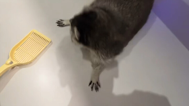 Lihat cara rakun mencuri barang!