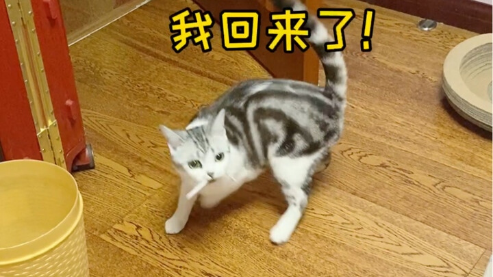 Everyone, can you help me figure out if I’m a cat? Why do I look so doggy?