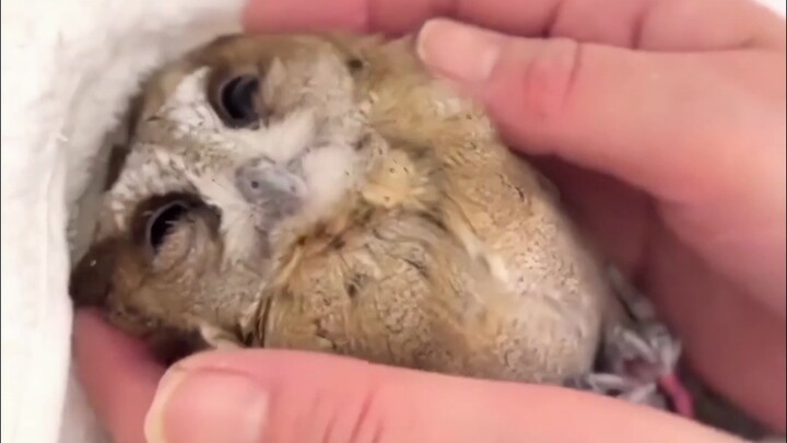 ลูกสัตว์ vs ตัวเต็มวัย