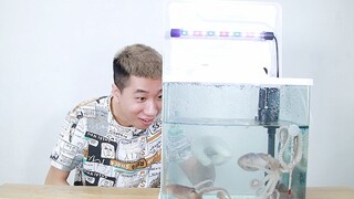 ปลาหมึก! มันมาแล้ว