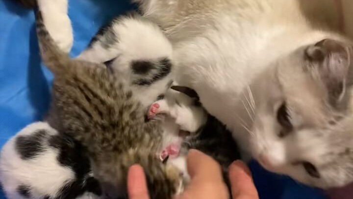 Cat gives birth and communicates with its owner