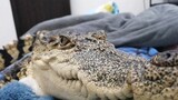 [Animals]Have fun with my little crocodile
