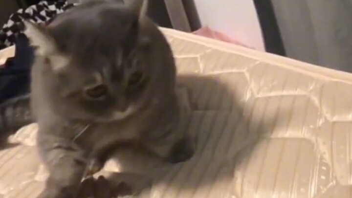 Kucing ingin berkelahi, sang pemilik mencoba melerainya, namun kucing itu menarik tangan pemiliknya 