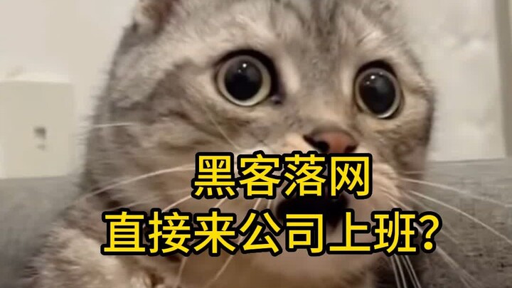 离大谱！黑客落网直接来公司上班了？！