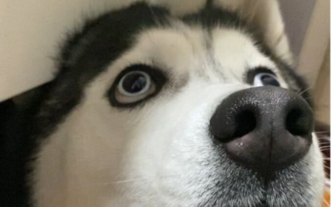 مملّ جدًا في البيت، اشتريت كلب هاسكي، بس شعوري محرج قليلة!