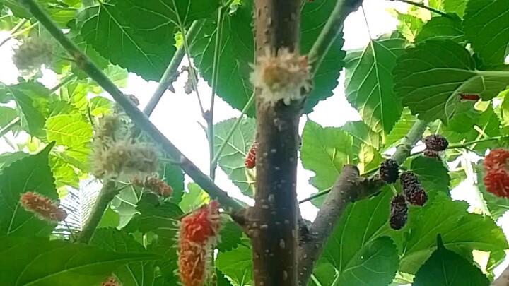 Mag harvest Tayo Ng mulberry