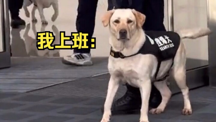 Chó nghiệp vụ dò bom diễn cảnh trái ngược của tôi khi đi làm và tan ca! Đi làm thì nghiêm túc hết mứ