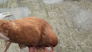 হাতে খায় কবুতর