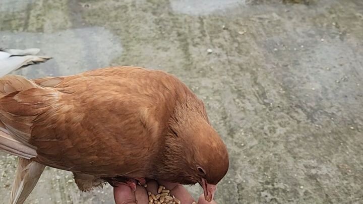 হাতে খায় কবুতর
