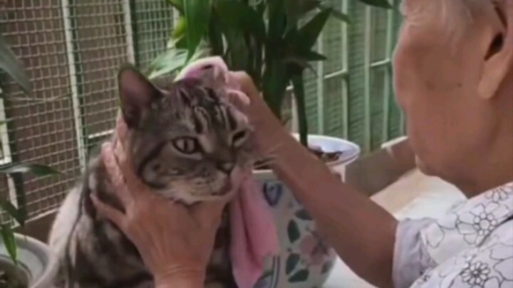 A cat raised by grandma