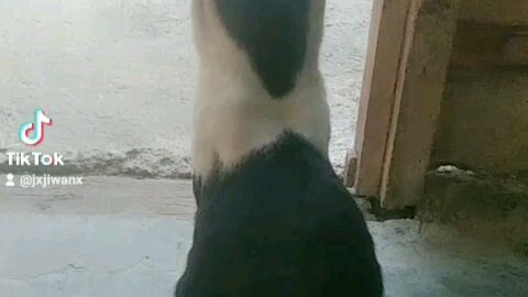 hati-hati bukan hanya benda hewan peliharaan malah berubah jadi loli