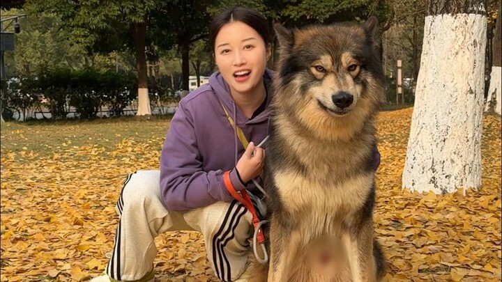 Hari ini ketemu ‘Alaska versi serigala’ saat jalan-jalan, hampir aja nggak bisa pulang!