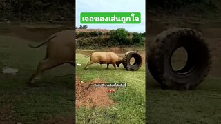 เจอของเล่นถูกใจ