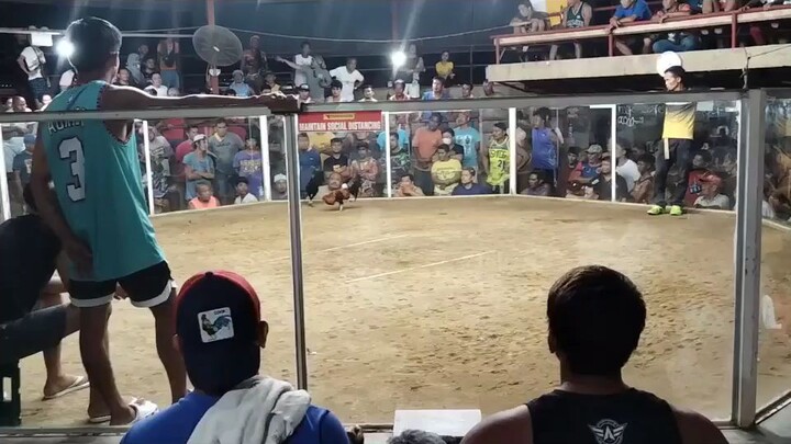 Black hennie 2nd fight derby winner🔥