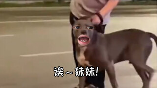 上海普信修狗，沪语且暴躁