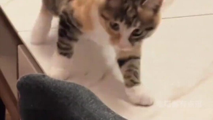 القطة - هات لي الفول السوداني!