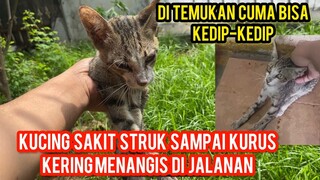 Kucing Sakit Setruk Tidak Berdaya Menangis Di Jalanan Endingnya Bikin Nangis..!