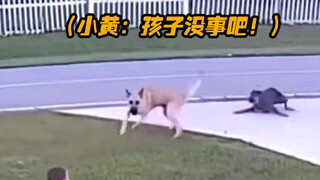 德牧保护少主太燃了 比特：下辈子我也要燃一次！！！