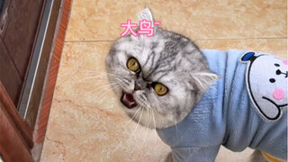 元旦节给小猫咪们煮鸡胸肉吃