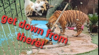 Then she climbed the tiger enclosure!