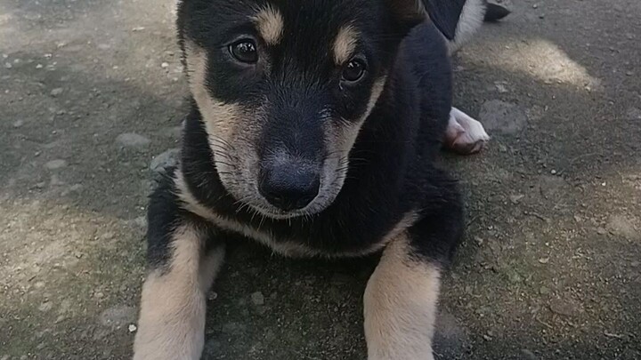my little puppy🐶