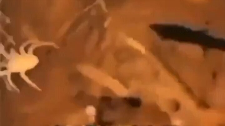 【meme】Echoes in the Empty Valley