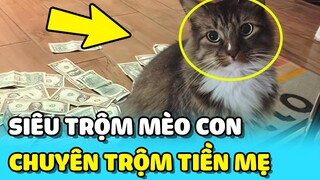 💥 Phát hiện MÈO SIÊU TRỘM chuyên trộm TIỀN của Mẹ khi mới 2 tháng tuổi | TIN GIẢI TRÍ