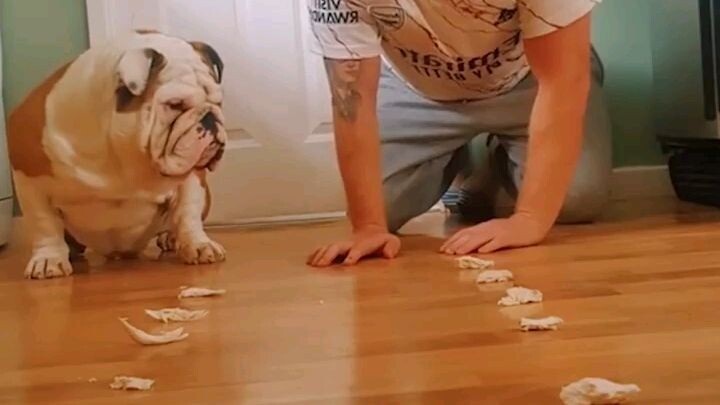 There was only ever going to be one winner here 😂🐶