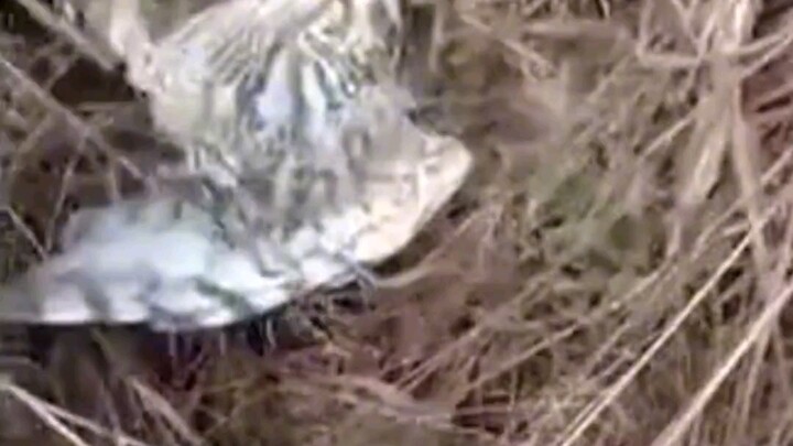 Nam Thành, Giang Tây: Bảo vệ vài con gà mà làm thương một con chim ưng, nông dân ra tòa xét xử; tòa 