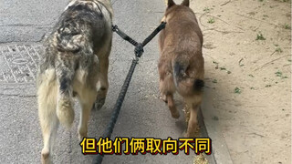 เมื่อสุนัขสองตัวที่มีทิศทางแตกต่างกันถูกผูกไว้ด้วยเชือกเส้นเดียวกัน