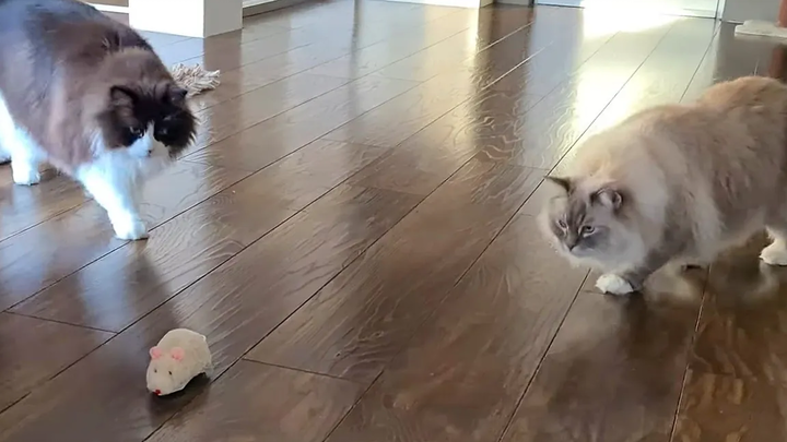 Cats vs Huge Mouse- โหมดล่าสัตว์