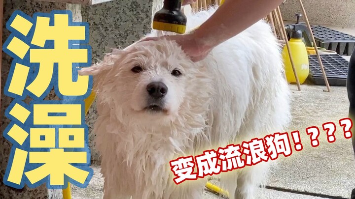 Lagi-lagi hari mandi untuk permen kapas Samoyed, perlengkapan bayi adiknya sangat mudah digunakan! P