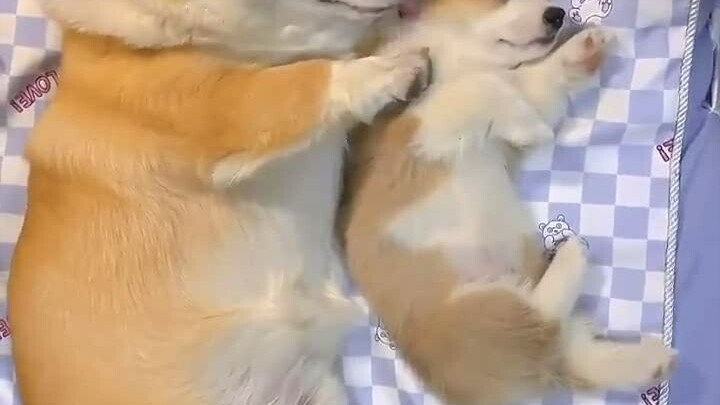 A big Corgi cuddles a little Corgi while they both sleep, but netizens’ attention is on something el