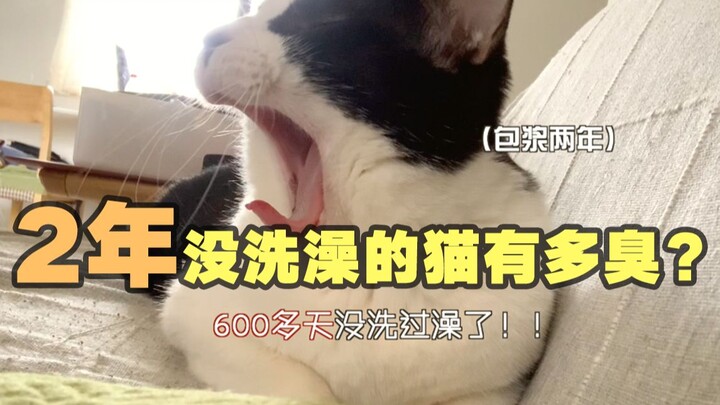 How stinky is a cat that hasn’t bathed in two years? The pet parent was knocked out by the smell!