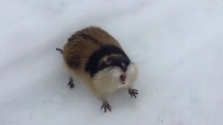 آه! لا تلمسني!!