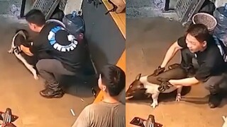 خنزير أليف يدخل عن طريق الخطأ في حفلة طعام، ظن أنه سيُطهى فقاوم من أجل البقاء، لكن كلمة واحدة جعلته 